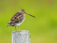 Bekassine auf Holzpfosten